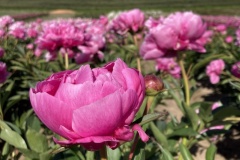 258C82F2-440E-44A7-9838-269F5994F447