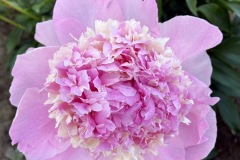 415F89E2-DA10-4264-81E4-4D41C2F3D424