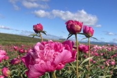 E9743BE5-6FDE-4D28-A4FF-8F219EB4AF3A