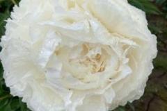Bowl-of-Cream-3