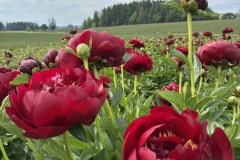 1_D2D8BABB-DCF3-4E0E-B339-2F6B010D2F63