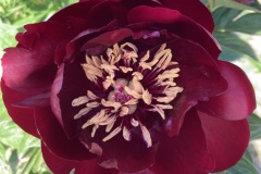 FC912DC8-1F31-43CF-AA98-13208F4E2B9C