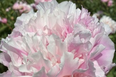 068B1952-0B82-4CAB-8AD4-D67490388A55