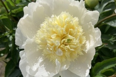 Peony Root – Charles White – Peonies at Glencoe Farms