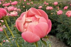 2CC04300-1DDD-4F08-9D1F-044BA2E99399