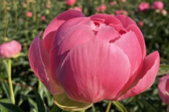 1653CC8F-E4AF-47BF-96D9-3AE00AF46541