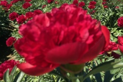 30457DB9-6488-4D70-9FC7-60C84F3BD8A4