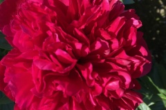 F1D257B3-FAAF-4BC8-BB37-7FB496E57FE0