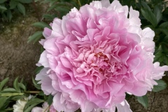 58FE5BBB-4D06-4FD3-987D-8AC6E7A3ED42