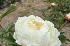 91F21CF7-DA06-4C0B-89C9-6D75D6FF6BA0
