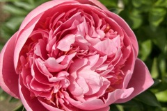 390FCA31-AD97-4712-9D3B-E70E557F432B