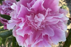 4112C668-C69A-4DCA-A09F-9A78924FE882