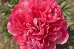 2724A636-4A8C-466D-84FA-19EE37B515DF