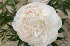 8A6A4F6F-D85E-4C97-A88E-D68E454DC528