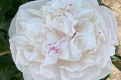 F7E97CCD-C018-4236-BE1A-D27A50271992