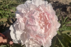 7F7C5D33-927B-4942-9E43-FCA82D455CAC