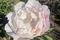 917972F2-109A-4F9A-BD76-F6E36C118A0A