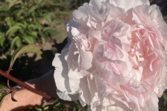 A861DF80-F9A6-442A-815C-1E32E4F1BD24