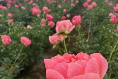 57C20780-9D11-4D29-A141-DC27B5F703F8