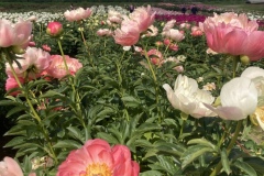 7CF4DAE0-B3AE-4BBF-B067-55956E7E08F3