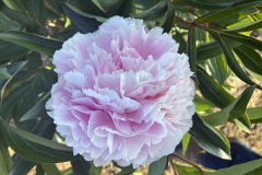 9293A0C9-2015-4407-8950-D22AA7AD7EAB