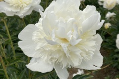 A98B74B5-0884-4EE0-80F8-0A709B6207F1