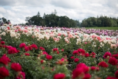 PeoniesatGlencoeFarms_6.5.2022_HeidiHeaphyPhotography_107