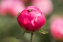 PeoniesatGlencoeFarms_6.5.2022_HeidiHeaphyPhotography_111