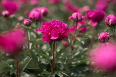 PeoniesatGlencoeFarms_6.5.2022_HeidiHeaphyPhotography_113