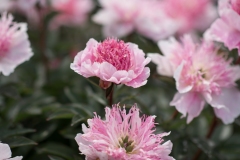 PeoniesatGlencoeFarms_6.5.2022_HeidiHeaphyPhotography_114