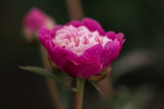 PeoniesatGlencoeFarms_6.5.2022_HeidiHeaphyPhotography_118