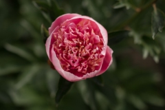 PeoniesatGlencoeFarms_6.5.2022_HeidiHeaphyPhotography_122