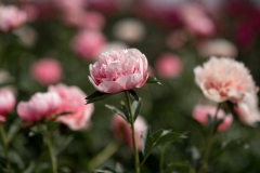 PeoniesatGlencoeFarms_6.5.2022_HeidiHeaphyPhotography_123