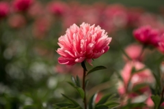 PeoniesatGlencoeFarms_6.5.2022_HeidiHeaphyPhotography_126