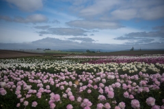 PeoniesatGlencoeFarms_May2023_HeidiHeaphyPhotography_151