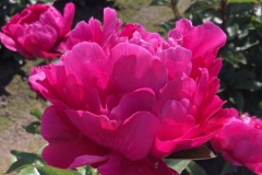 2775A9C1-BDF6-4CE5-9BD4-A3E4139CB9DD