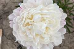 2C206CDC-E86D-4039-A560-A0A7AE901279