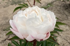 9E612EE2-D34C-44EA-9259-2B5072B0EF28