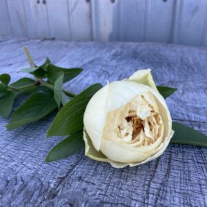 Sunny Girl - Single Stem