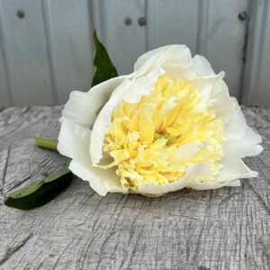 Honey Gold - Single Stem