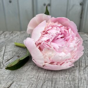 Angel Cheeks - Single Stem