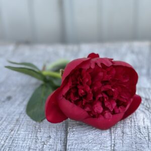 Diana Parks - Single Stem