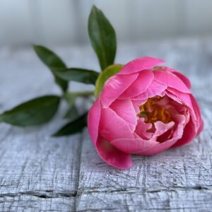 Coral Sunset - Single Stem