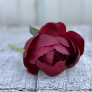 Buckeye Belle - Single Stem