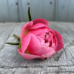 Coral Charm - Single Stem