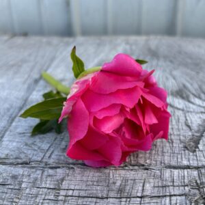 Paula Fay - Single Stem