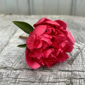 Lorelei - Single Stem