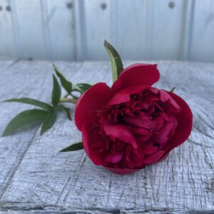 Many Happy Returns - Single Stem