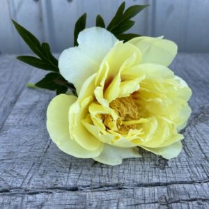 Bartzella - Single Stem