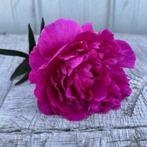 Kansas - Single Stem